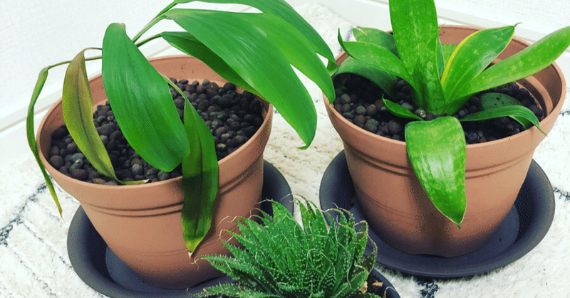 鉢植え替え🪴から→人の器と会社の器