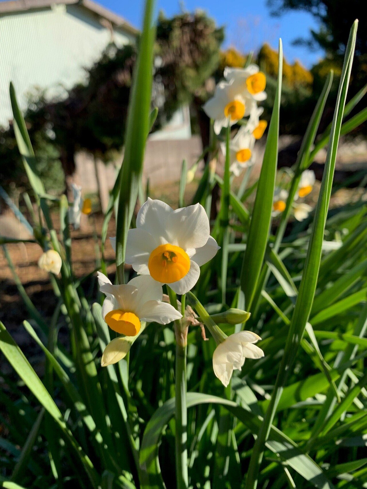 霜降りる地面に けなげに咲く水仙 すいせん 雪の中でも花を咲かせるほど 丈夫だそうです 冬のピリッと冷たい空気中に 甘い匂いがしっかり漂います 花言葉は 自己愛 せわしない年の瀬で かつみ部屋 Note