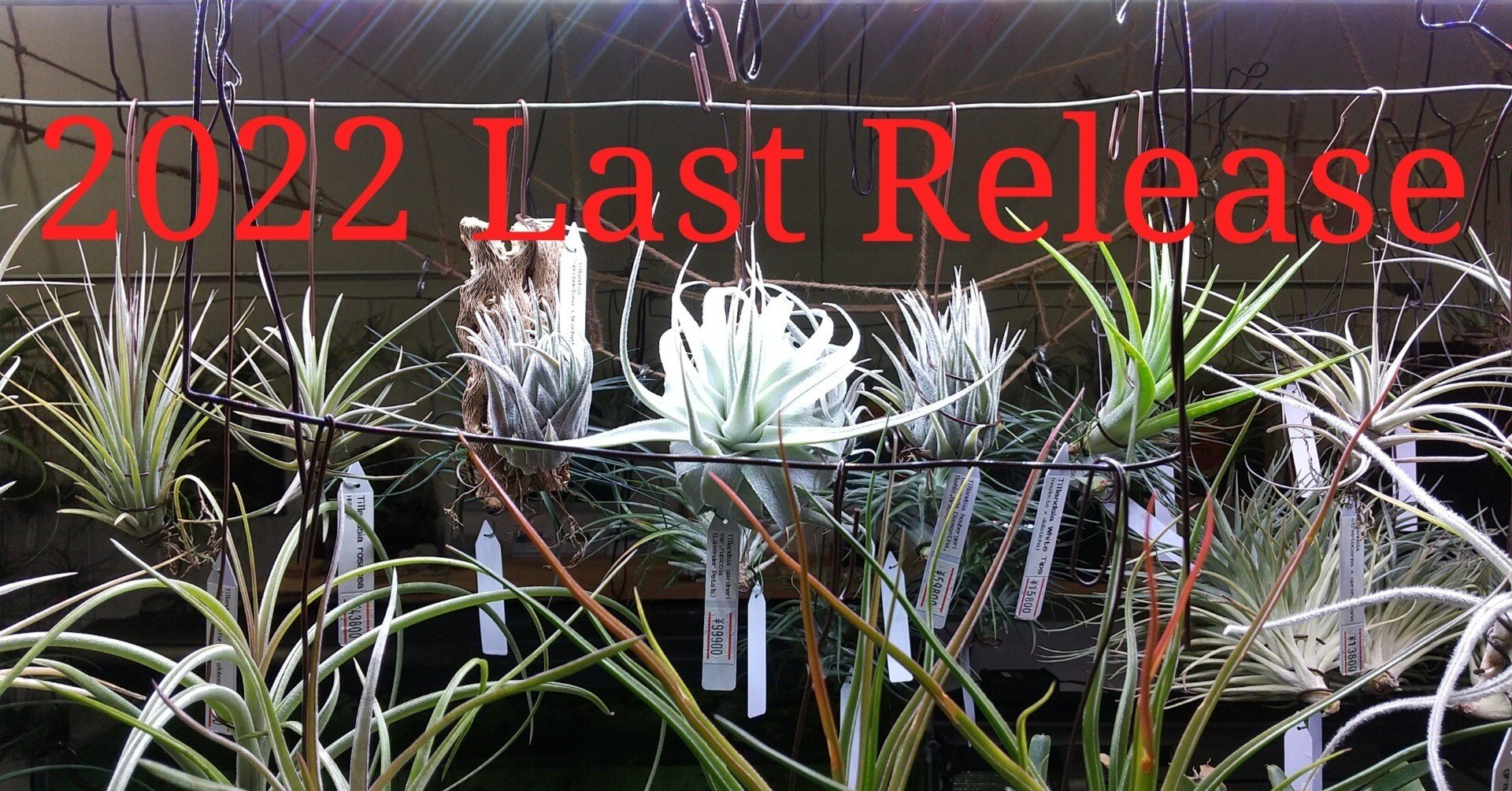 チランジア入荷リスト12/17｜NatureGarden🌿神田