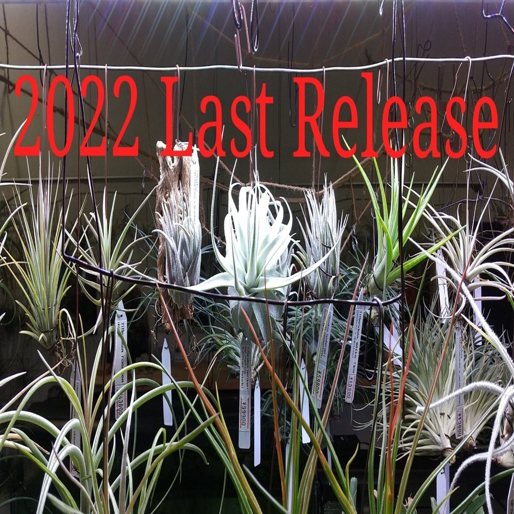 チランジア入荷リスト12/17｜NatureGarden🌿神田