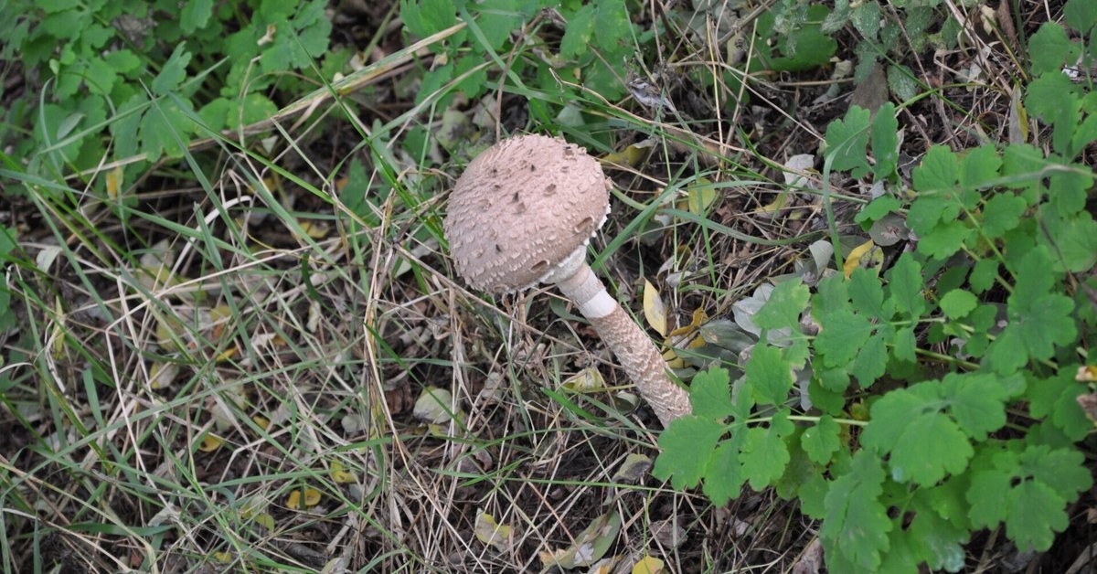 （お得な特別割引価格） チェルノブイリ日記 23 ～ チェルノブイリ産の野生のキノコは ウエイトトレーニング