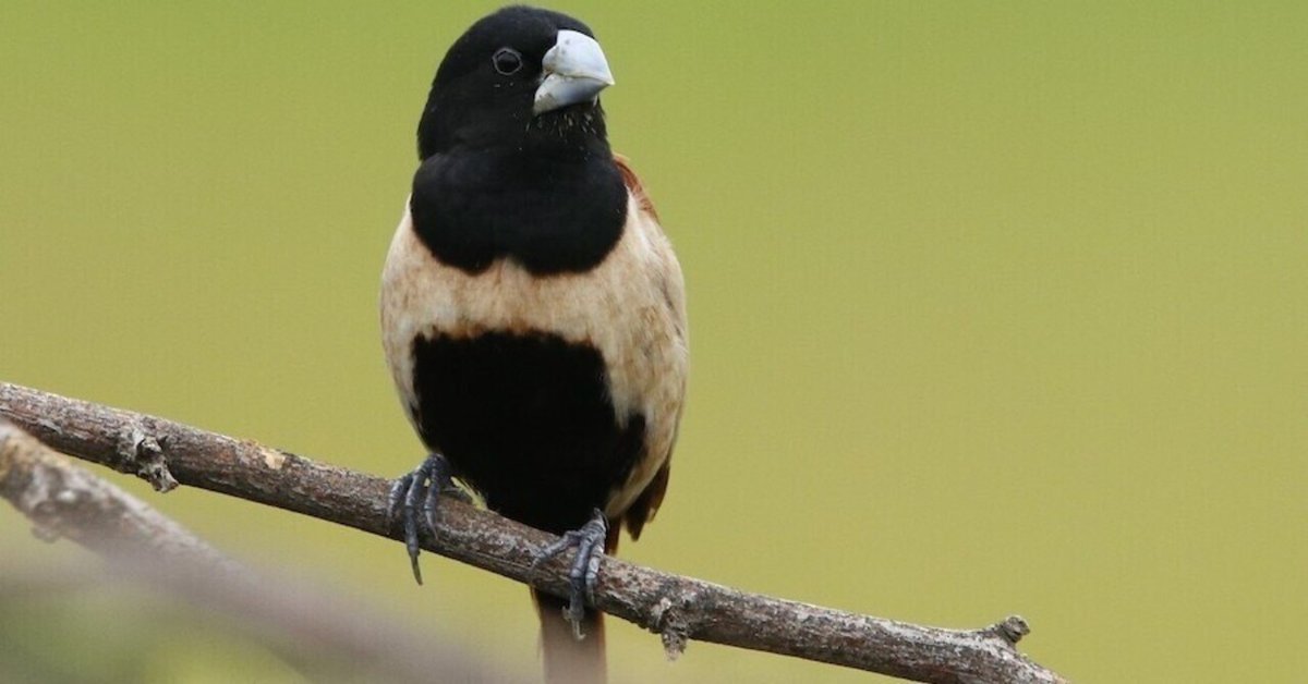 第2327回 キンパラの幅広い仲間｜翆野 大地 