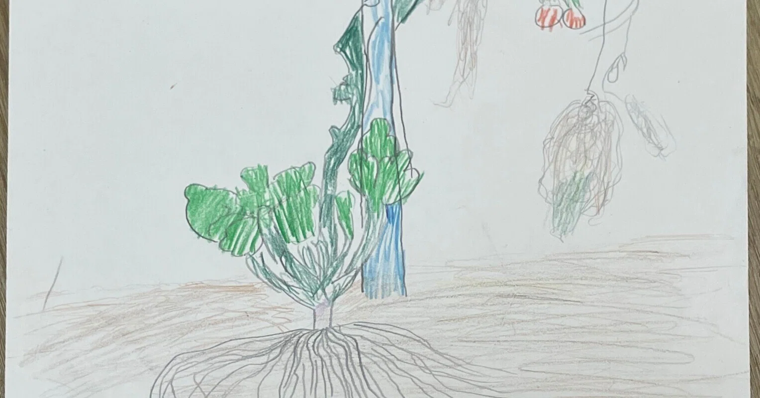 らんまん】のモデル『牧野富太郎』が描いた植物画と、息子が描いた植物