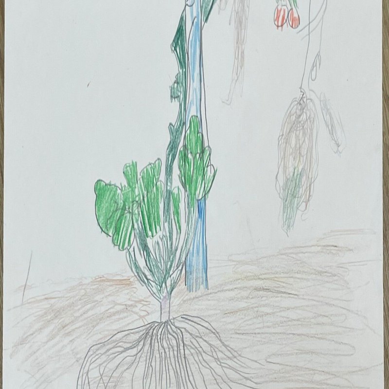 賀来飛霞 彩色花弁圜 希少 墨彩画 日本画 牧野富太郎 小石川植物園 大分県 賀来飛霞 彩色花弁圜 希少 墨彩画 日本画 牧野富太郎 小石川植物園