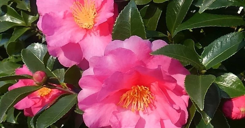 カンツバキ 獅子頭 冬に咲く素晴らしい常緑の花木 Tsuji Kouji Note