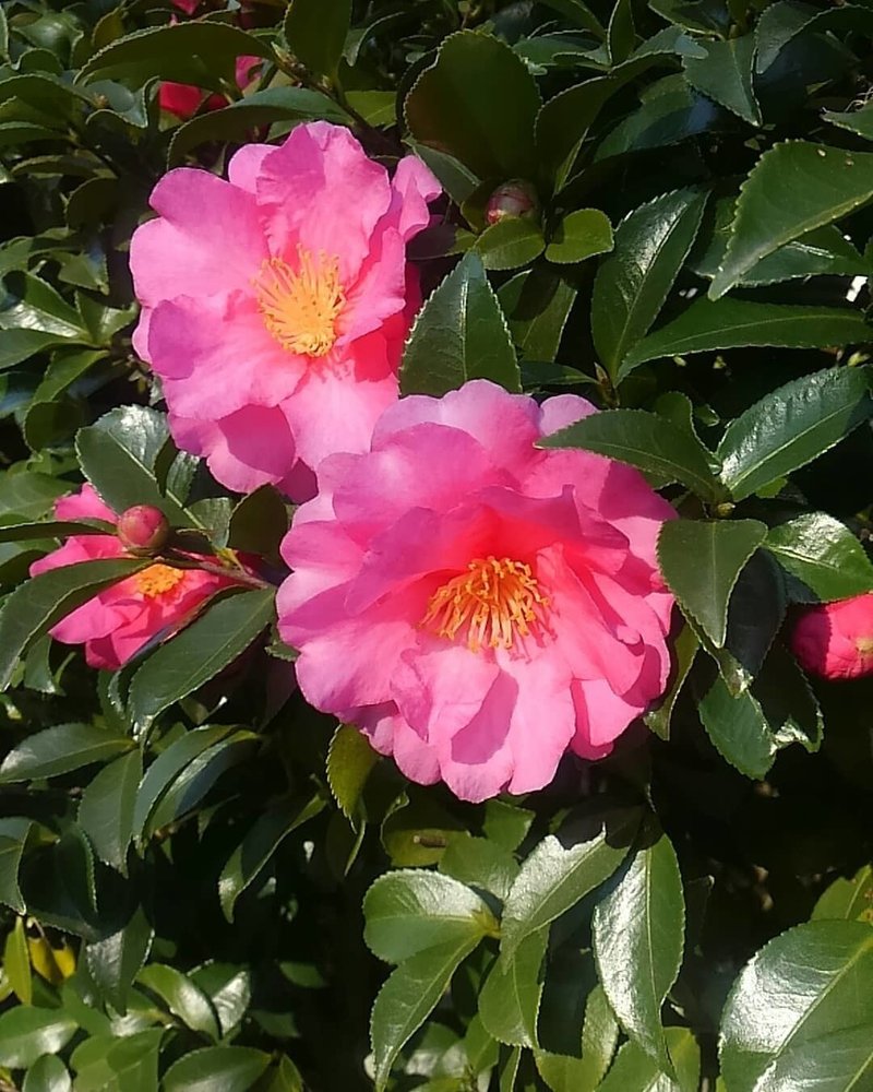 カンツバキ 獅子頭 冬に咲く素晴らしい常緑の花木 Tsuji Kouji Note カンツバキ 獅子頭 冬に咲く素晴らしい常緑の花木 Tsuji Kouji Note