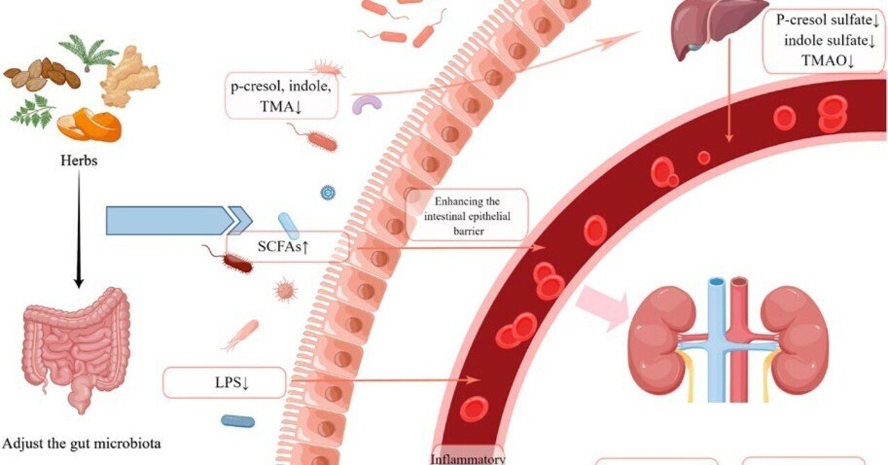 膜脂質 - Wikipedia, image size:1280x670