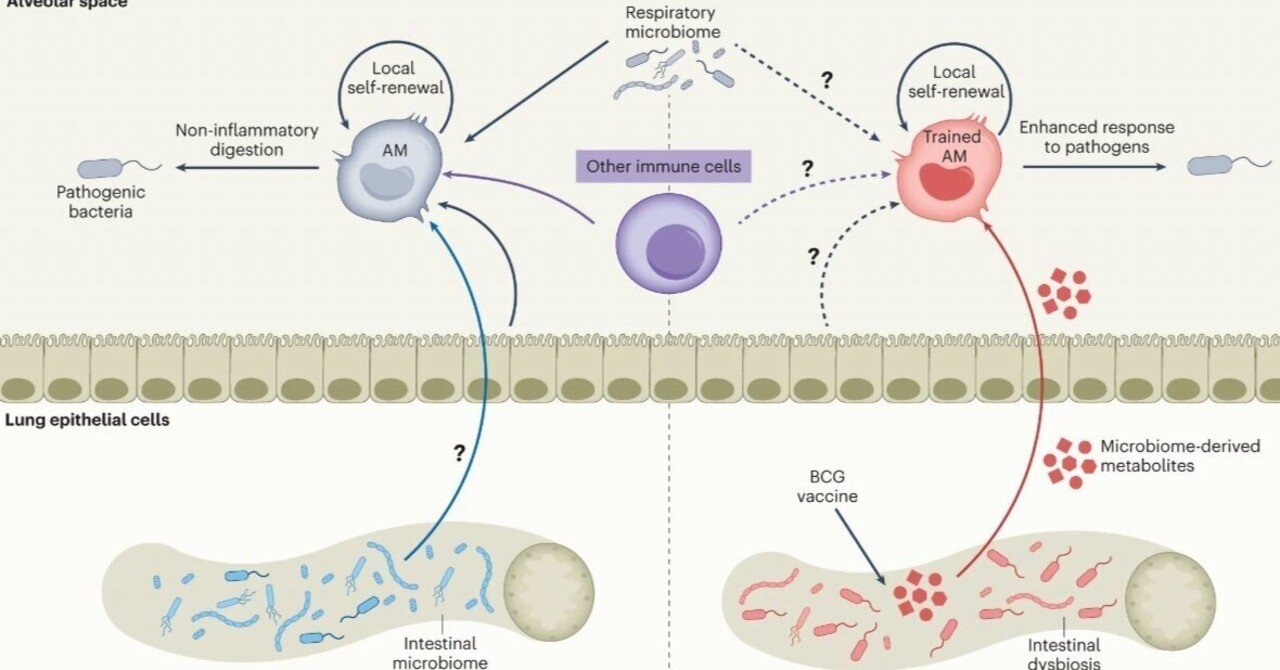 非経口BCGワクチンは、腸-肺軸を介して、肺に常駐するメモリー