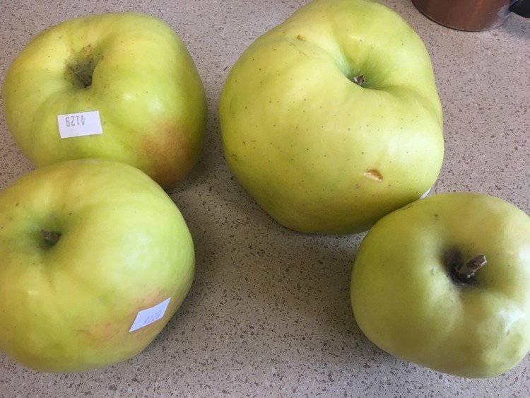 右上のりんご…

30年ほどの今までの人生で見た中で一番大きいりんごです、多分。

ボランティア先の近くにあるCherry Sproutというオーガニックショップで買いました。

味は、別に特に変わったこともない、普通の黄色いりんごでした。

#りんご #デカイ