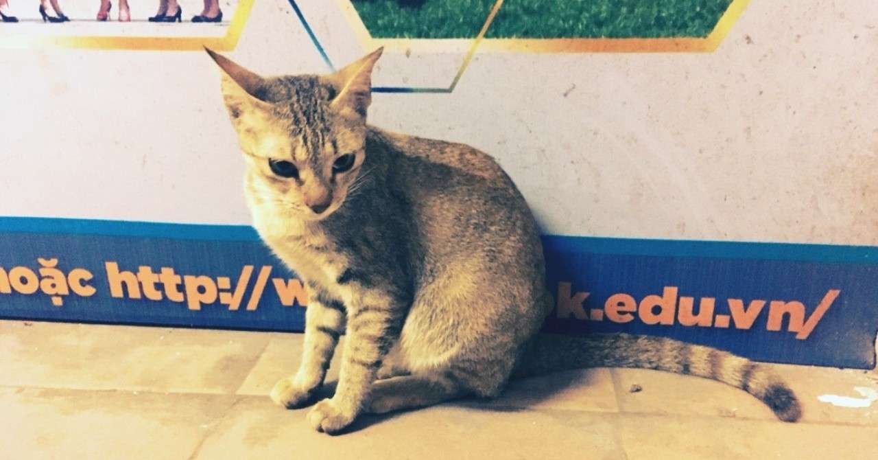動物が教えてくれることは多い ー日本の寺と ベトナムの犬猫の話ー 渋澤怜 ベトナムなう Note