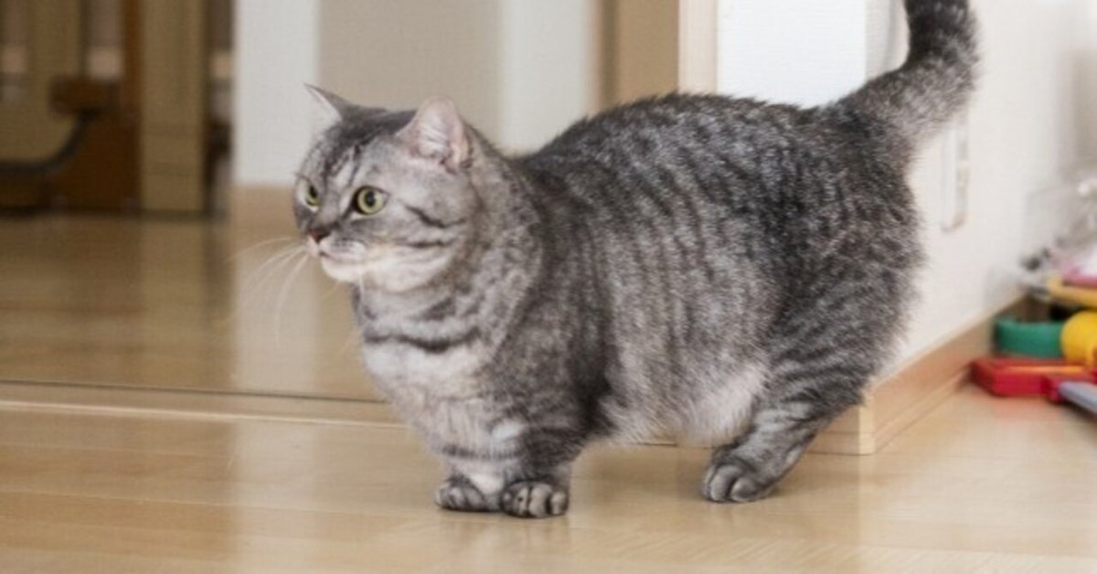 猫噺#8】マンチカン同士の交配禁忌はなぜ？｜山下敬
