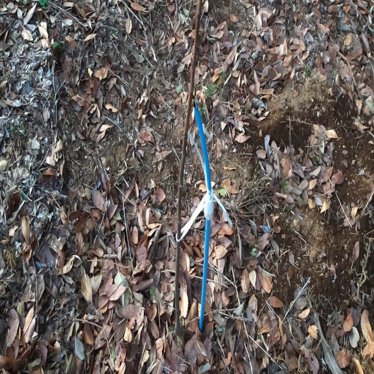 果樹苗木の植え付け方 田丸 耕ニ Note