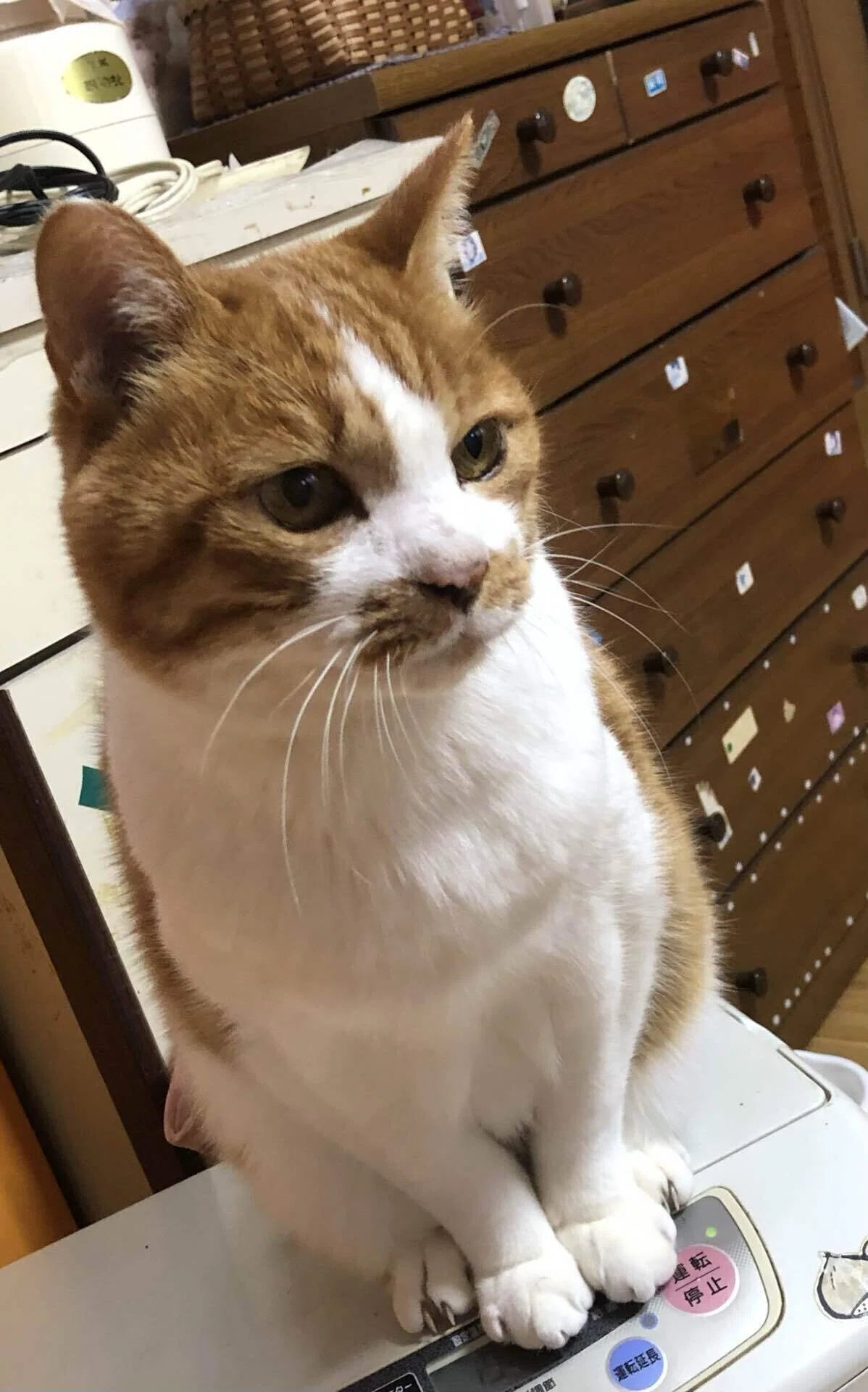 猫だってばわかってるってば|saku381