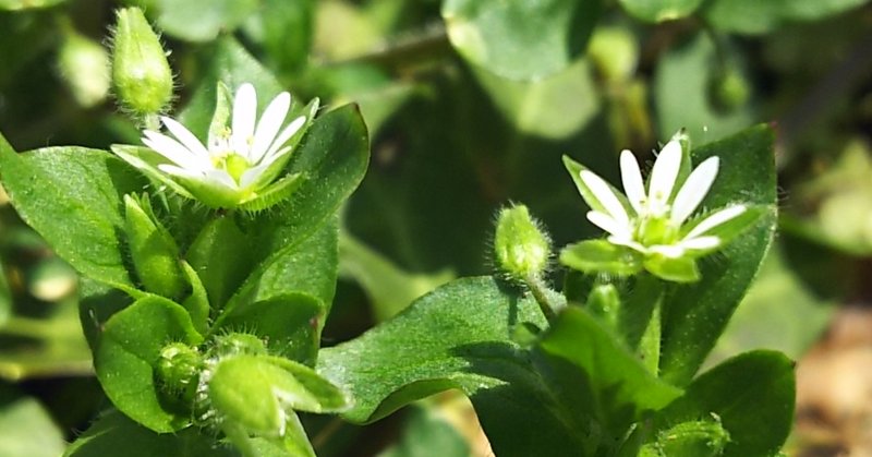 エンジェルボール の新着タグ記事一覧 Note つくる つながる とどける