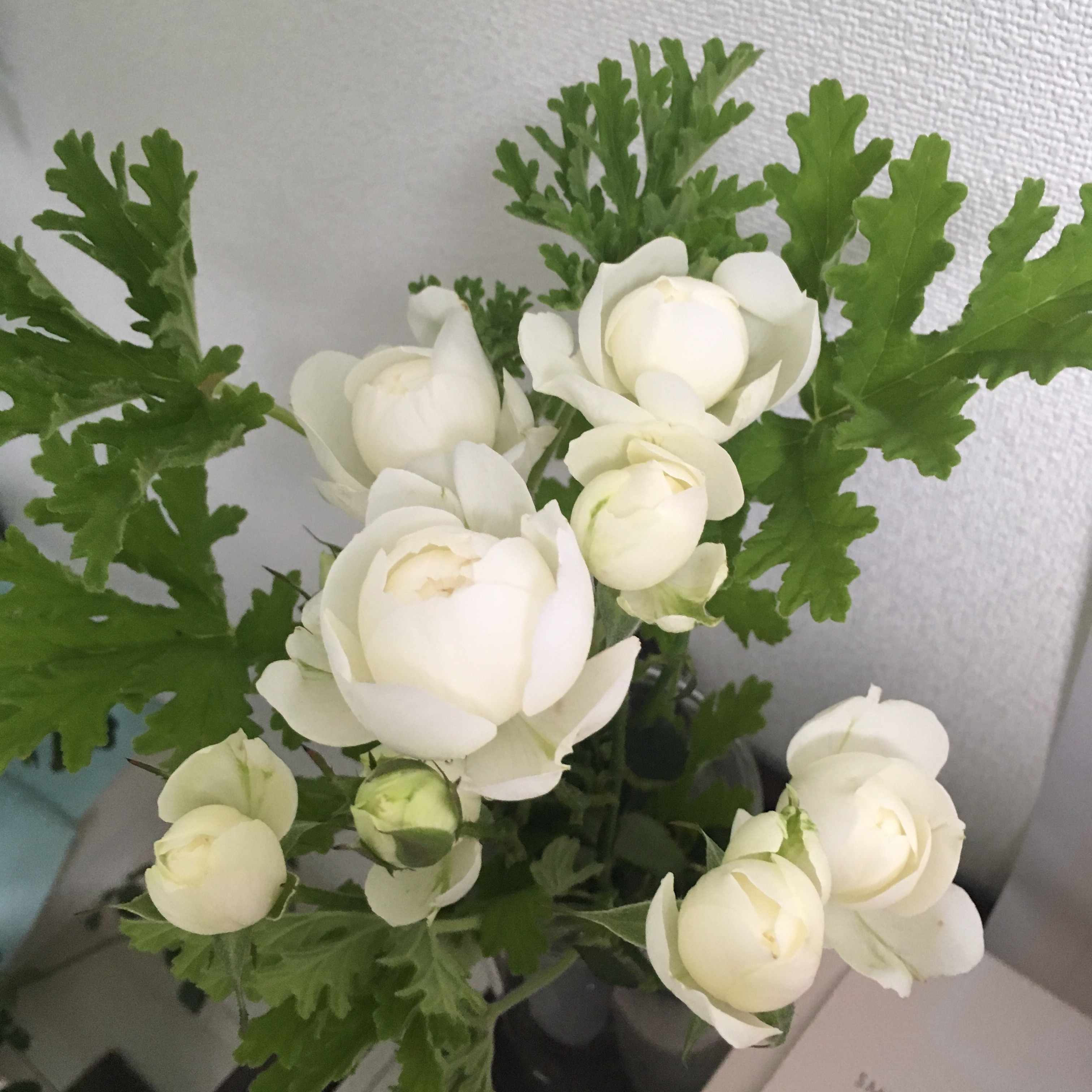 努力 感謝 笑顔 ウチらは乃木坂登り坂 ゆか Note