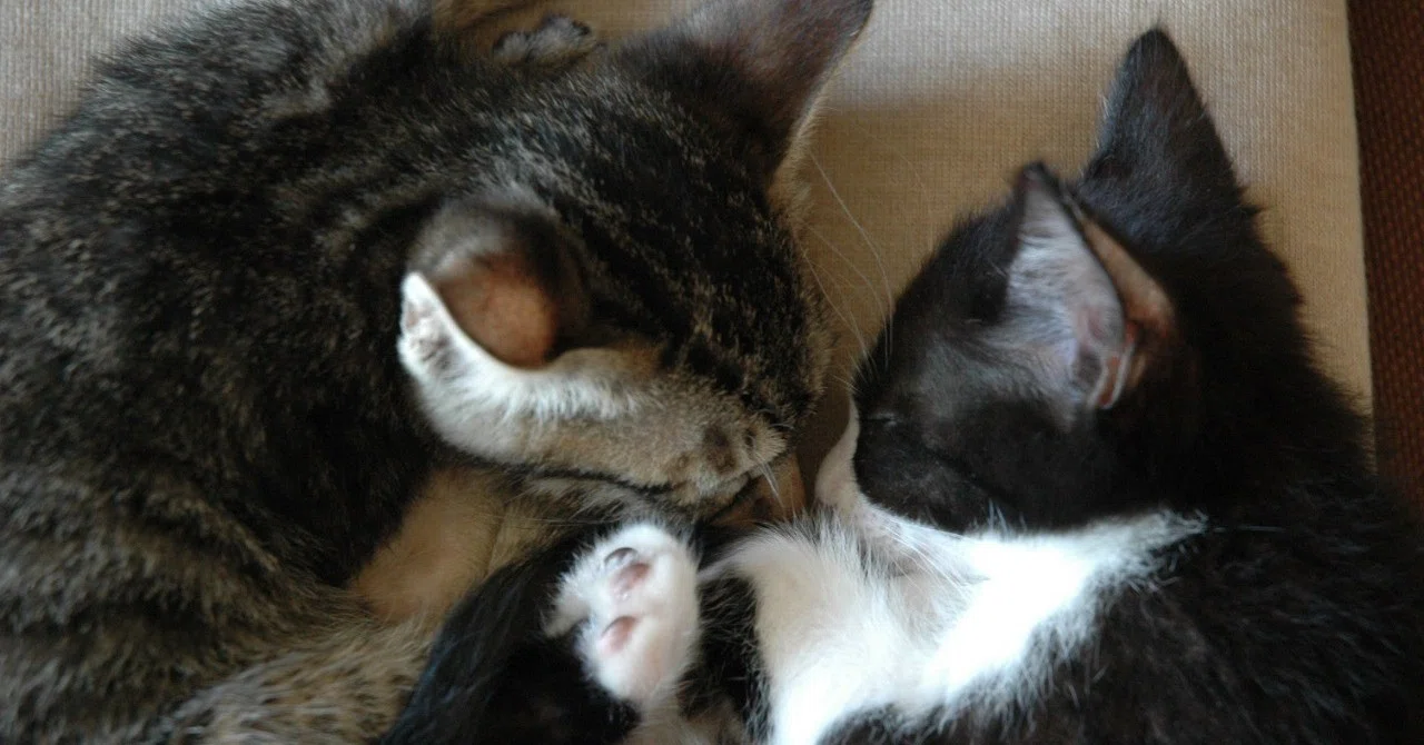 我が家の猫、しおりとこぐち。｜深緑野分