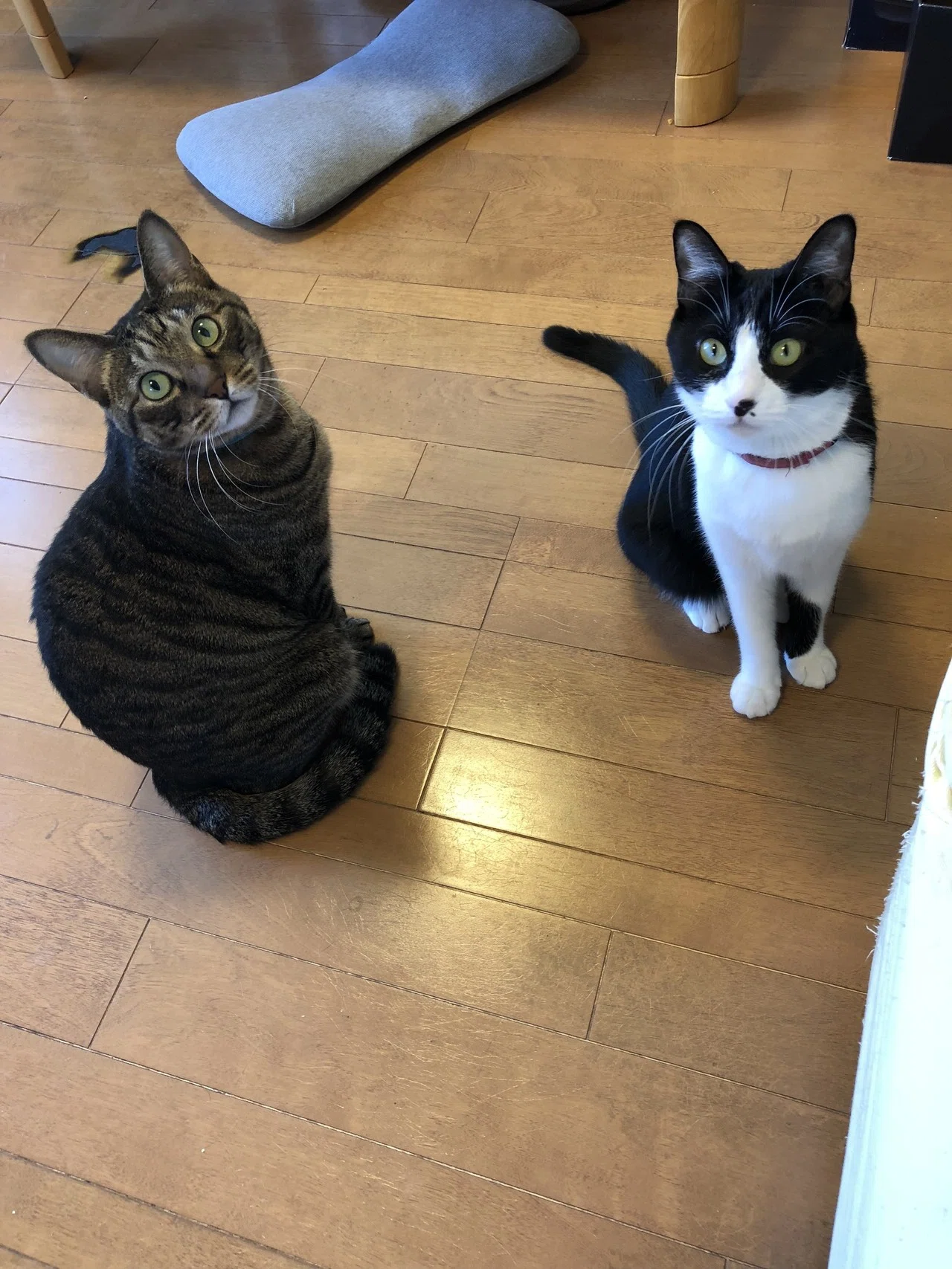 我が家の猫、しおりとこぐち。｜深緑野分