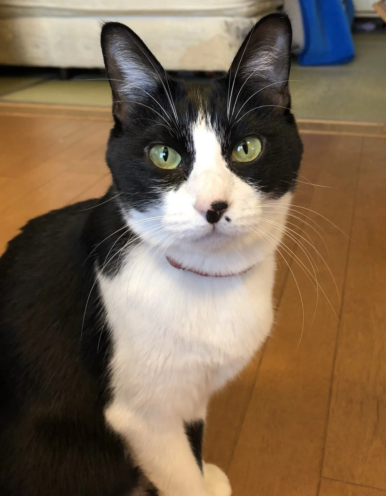 我が家の猫、しおりとこぐち。｜深緑野分