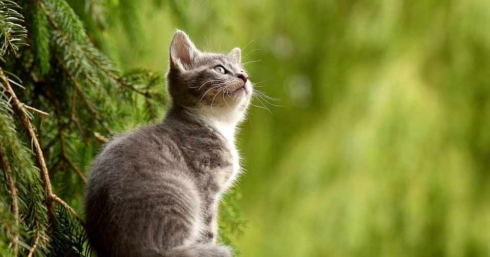 猫好き猫アレルギーの笑えない笑い話 湊 うさみん ひきこもりトランスジェンダー Note