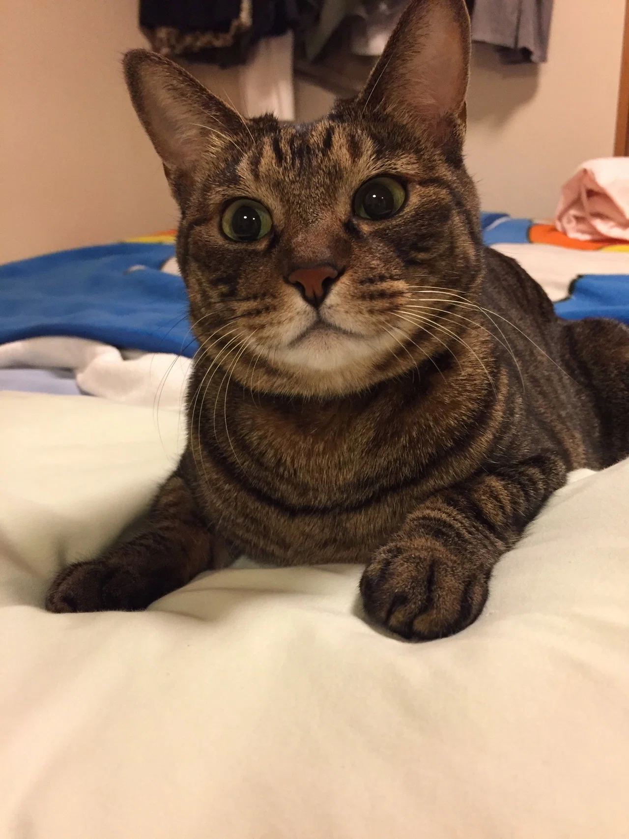 我が家の猫、しおりとこぐち。｜深緑野分