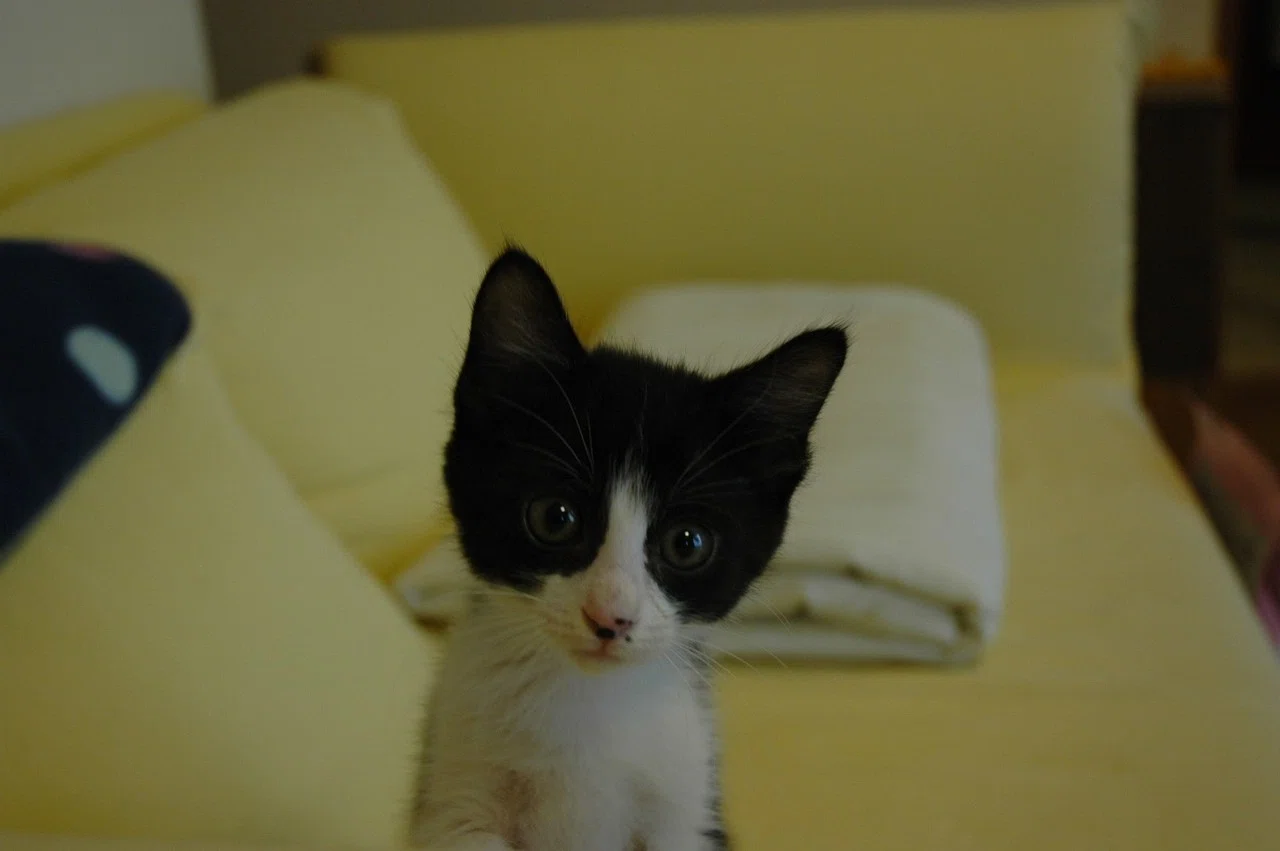 みどり(別部屋にて猫を飼っております) 我が家の猫、しおりとこぐち。｜深緑野分