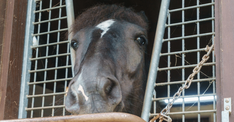 12/24（土）🐴厳選勝負レース🐴 阪神 9R万両賞【自信度S】 阪神10R摩耶ステークス【自信度A】  中山11Rグレイトフルステークス【自信度S】