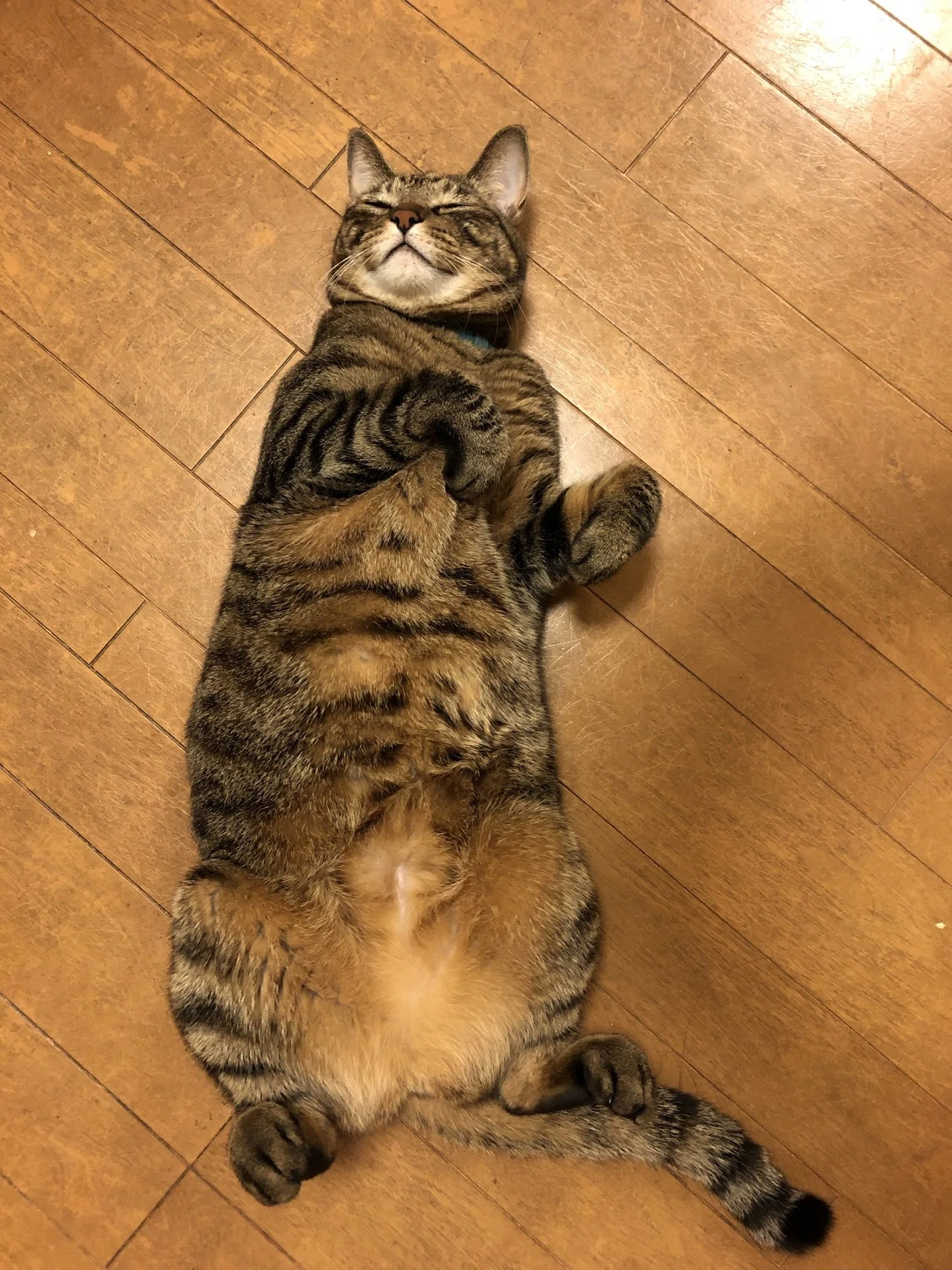 我が家の猫、しおりとこぐち。｜深緑野分