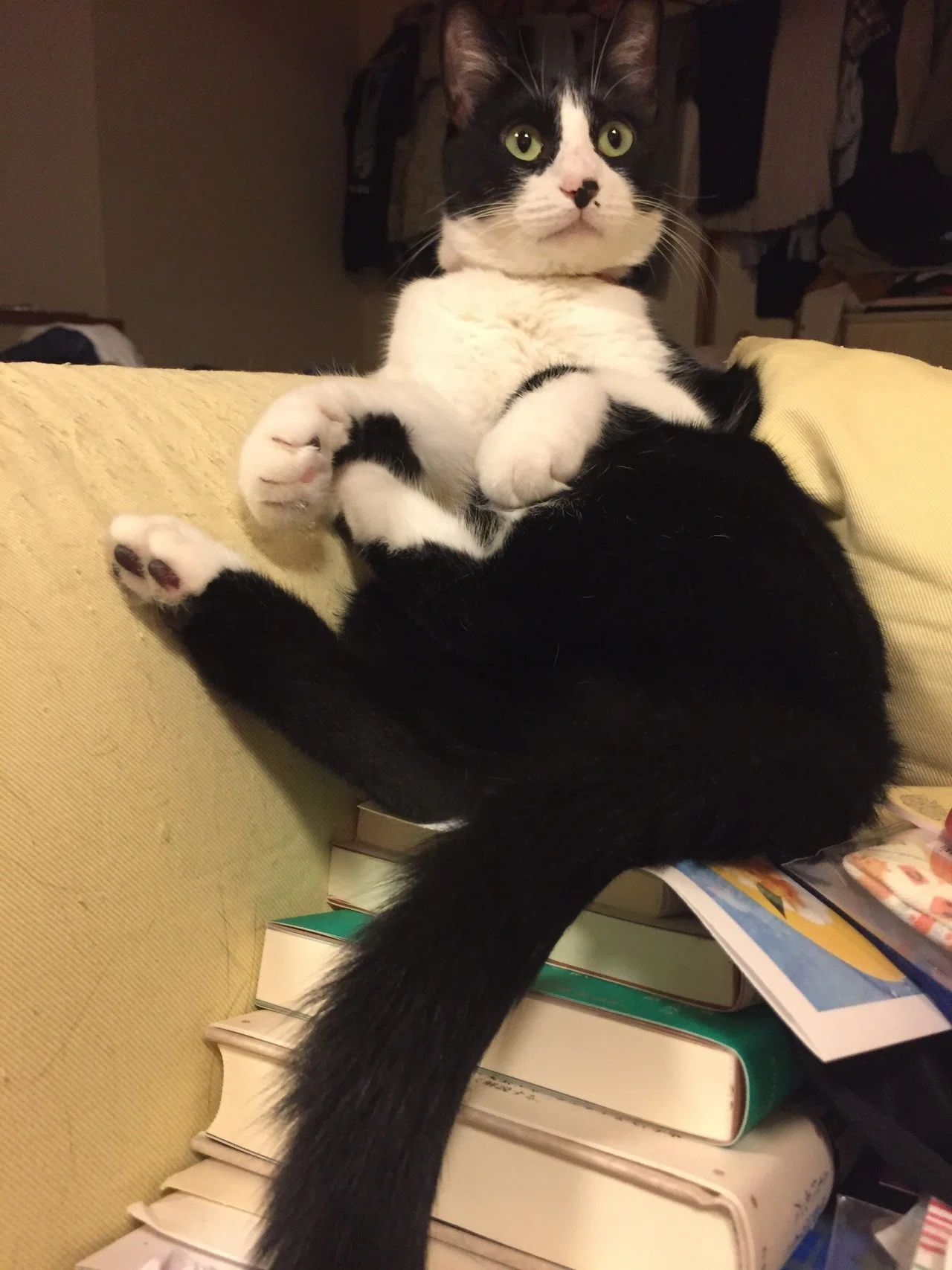 我が家の猫、しおりとこぐち。｜深緑野分