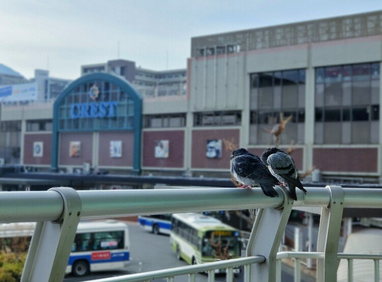 朝の呉駅ともこもこの鳩