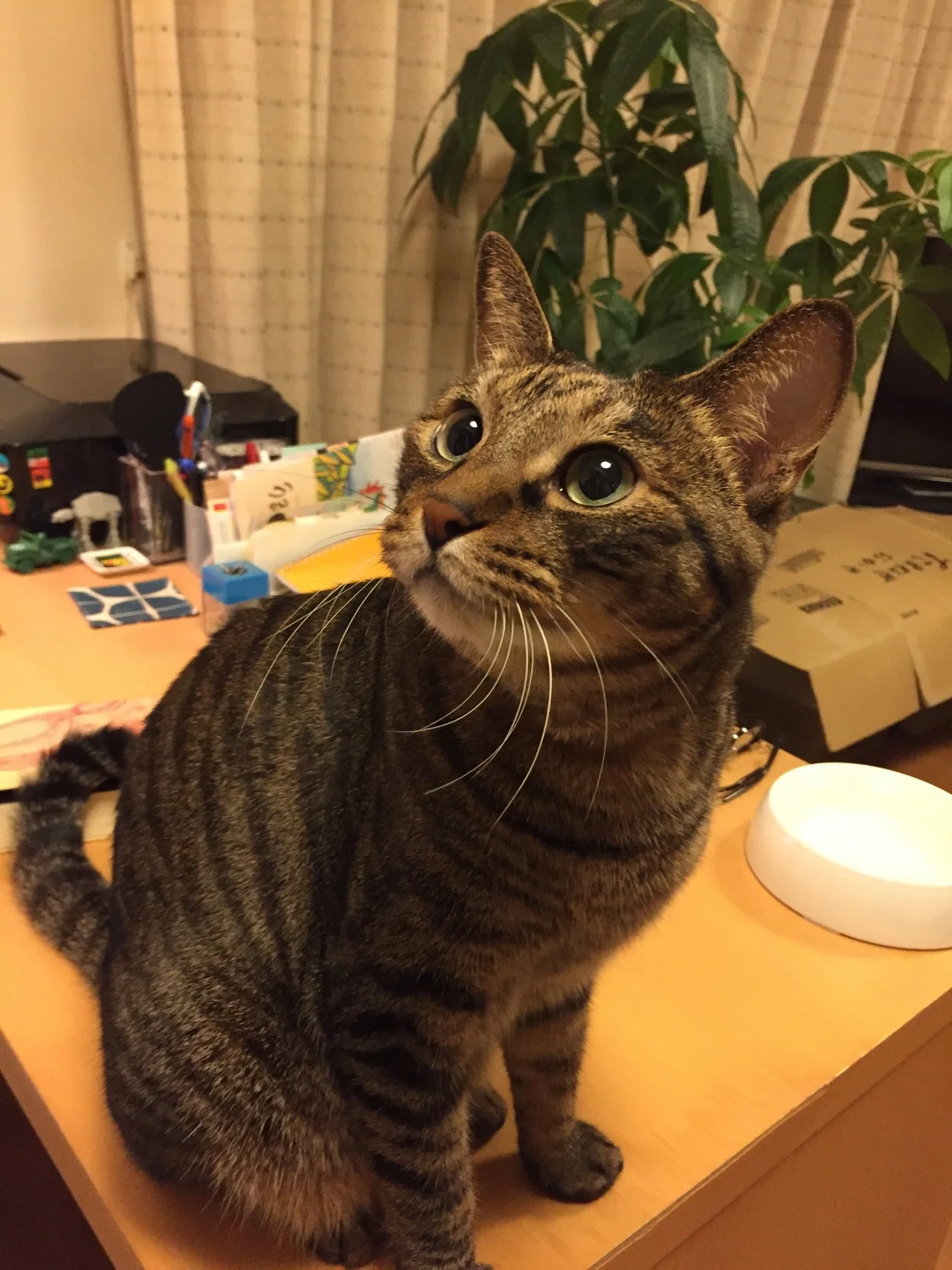 我が家の猫、しおりとこぐち。｜深緑野分