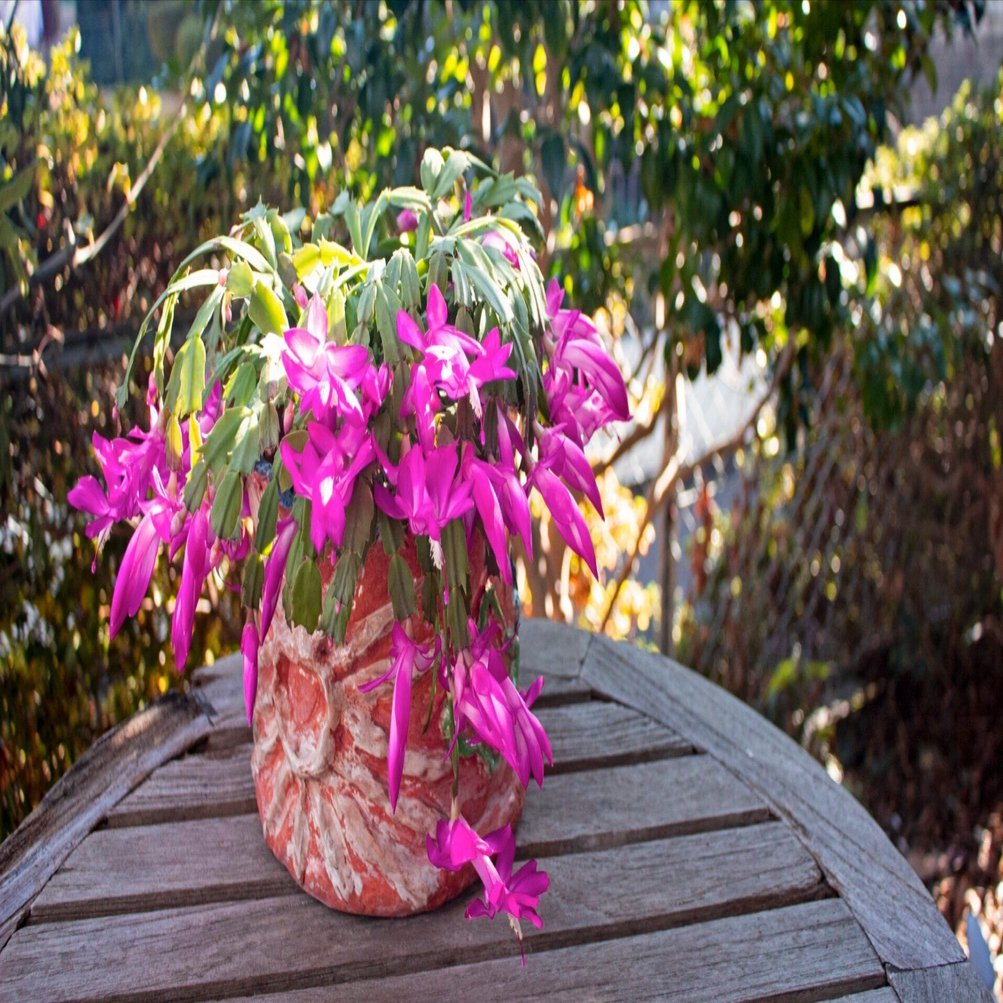 30年間ほぼほったらかし、それでも毎年たわわに花を咲かせる