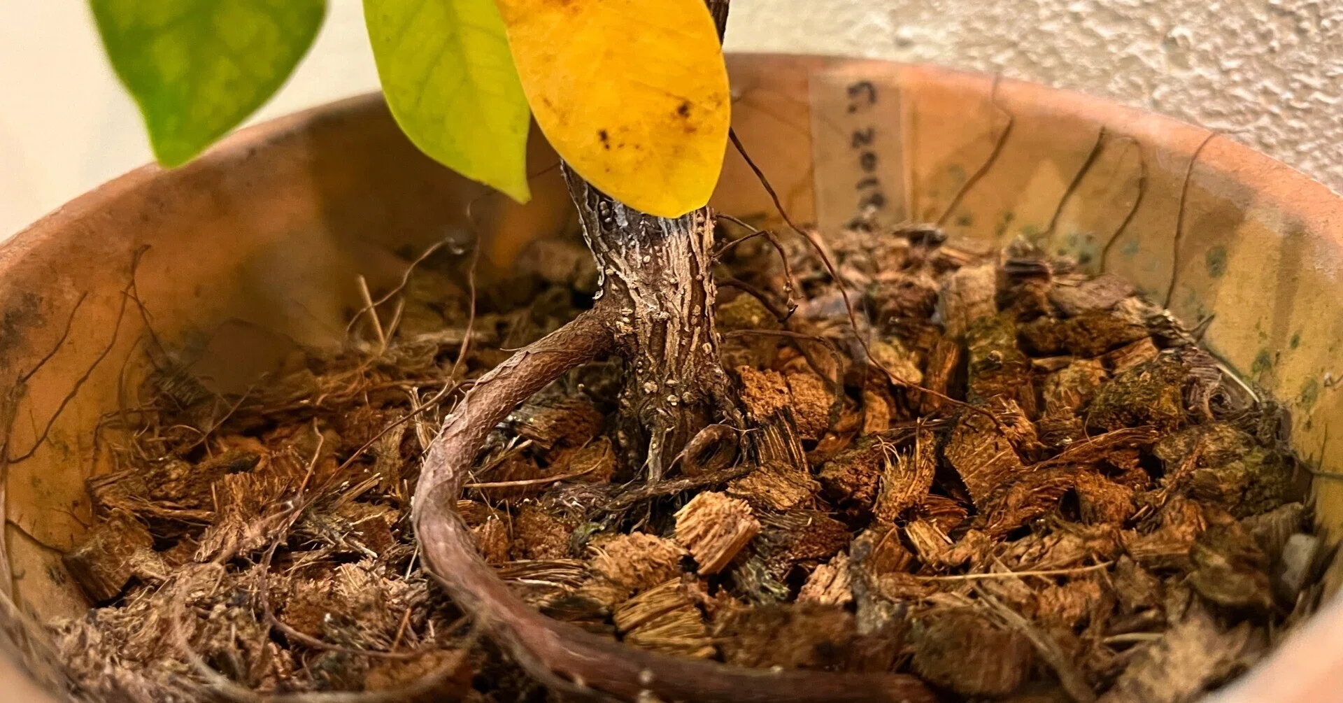 職場の植物-ガジュマル-(2022.12.24)｜NAKADA Shugo