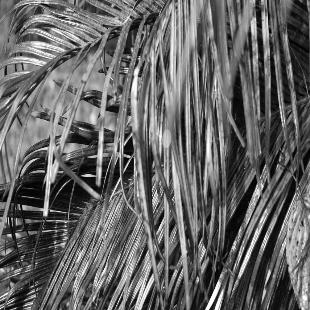 Foveonのモノクロ- SIGMA dp2 merrill｜鉄人