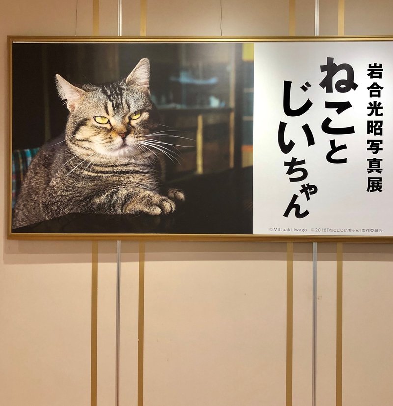岩合光昭が初監督 全シーンに猫が登場する映画 メイキング秘話 Vol 1 切島カイリ Note
