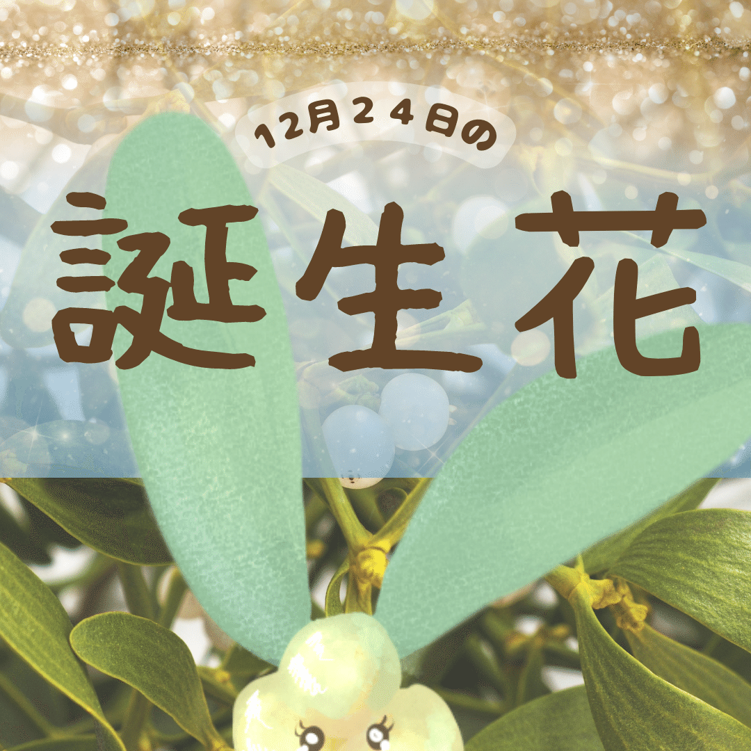 12月24日の誕生花と花言葉でおめでとう イラスト 写真 森田はぐみdesign イラストレーター Note 12月24日の誕生花と花言葉でおめでとう イラスト 写真 森田はぐみdesign イラストレーター Note