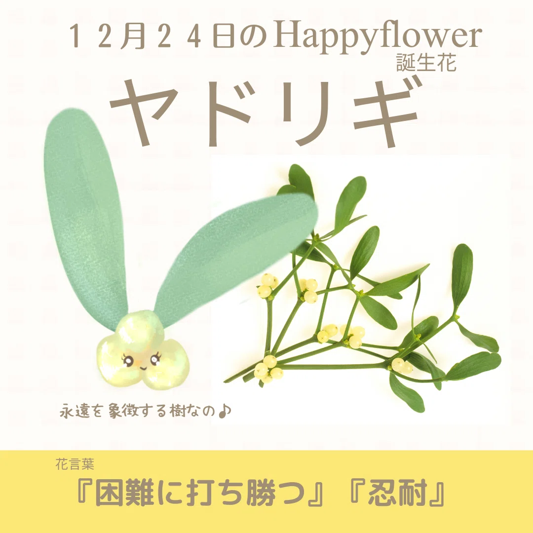 12月24日の誕生花と花言葉でおめでとう イラスト 写真 森田はぐみdesign イラストレーター Note