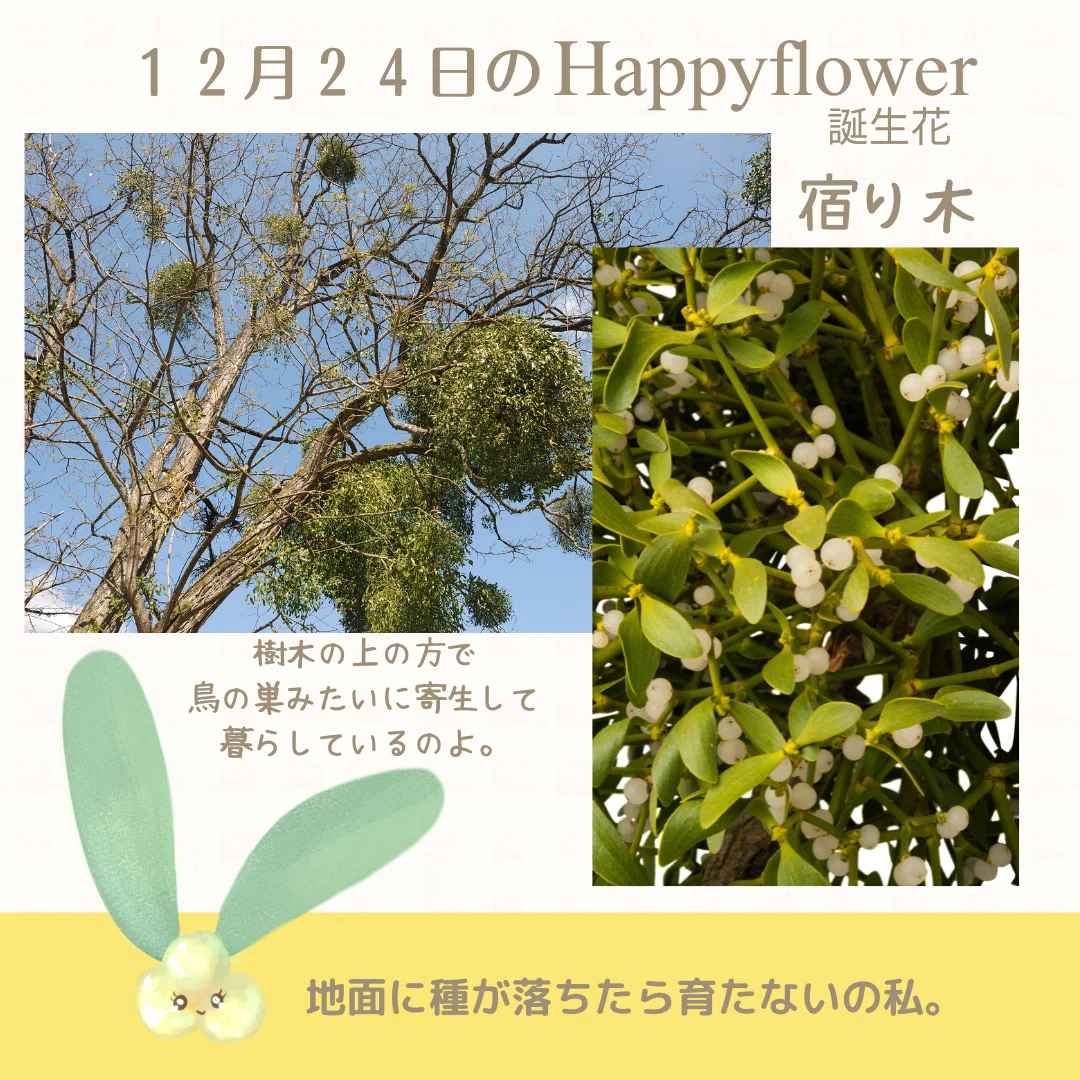 12月24日の誕生花と花言葉でおめでとう イラスト 写真 森田はぐみdesign イラストレーター Note