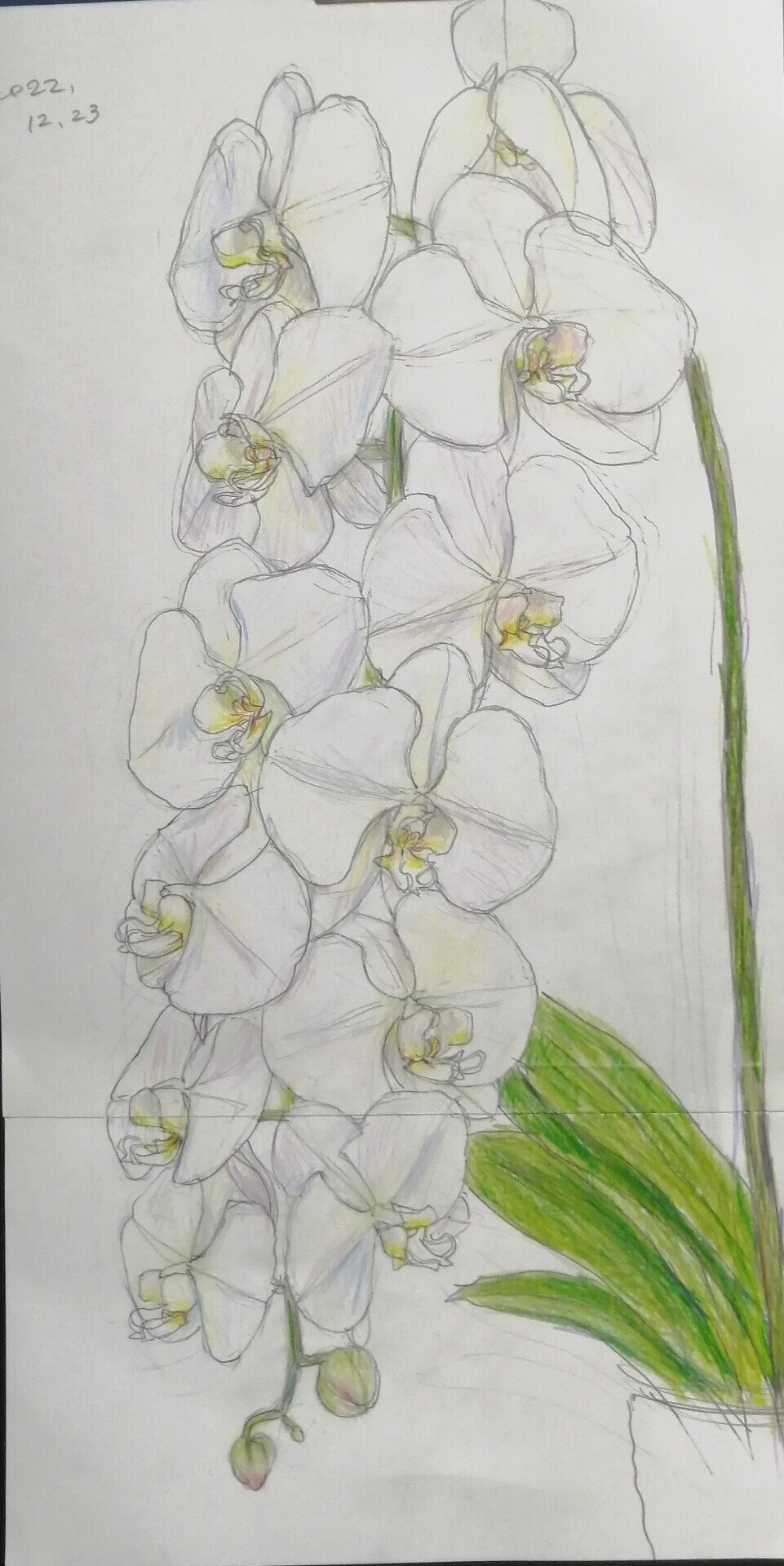 胡蝶蘭とおでんのクリスマス｜陽子絵画制作室