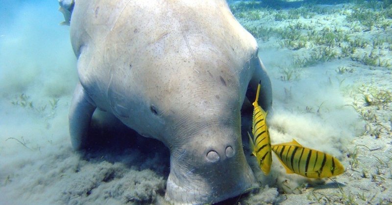 ジュゴン の人気タグ記事一覧 Note つくる つながる とどける ジュゴン の人気タグ記事一覧 Note つくる つながる とどける
