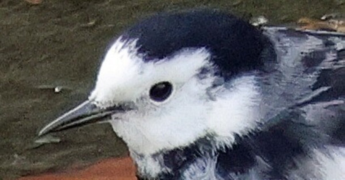 ホオジロハクセキレイなのか…セキレイ3種|神戸の野鳥note@きた ホオジロハクセキレイなのか…セキレイ3種|神戸の野鳥note@きた