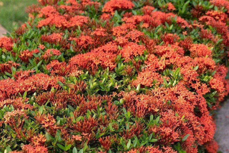 イソクラ タイでどこにでも咲く花 04 Masayuki Saito Note