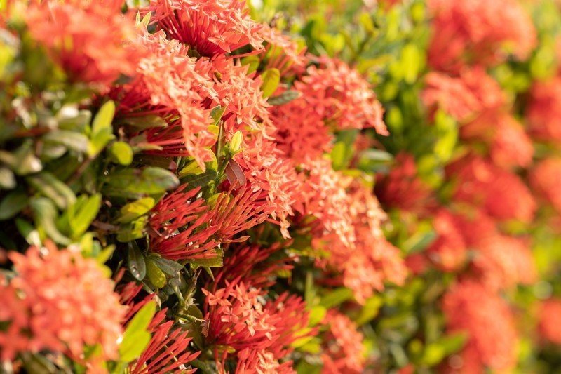 イソクラ タイでどこにでも咲く花 04 Masayuki Saito Note