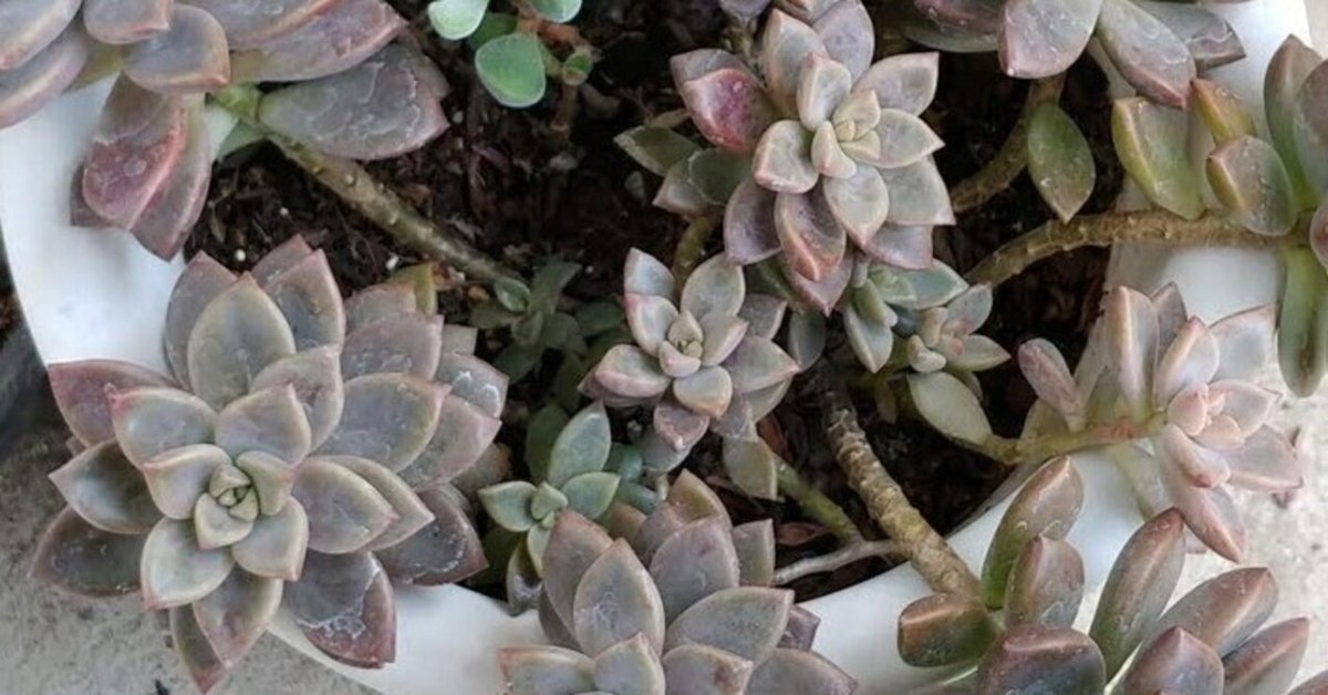 ベランダ多肉図鑑】ブロンズ姫｜Ryozi_pjr