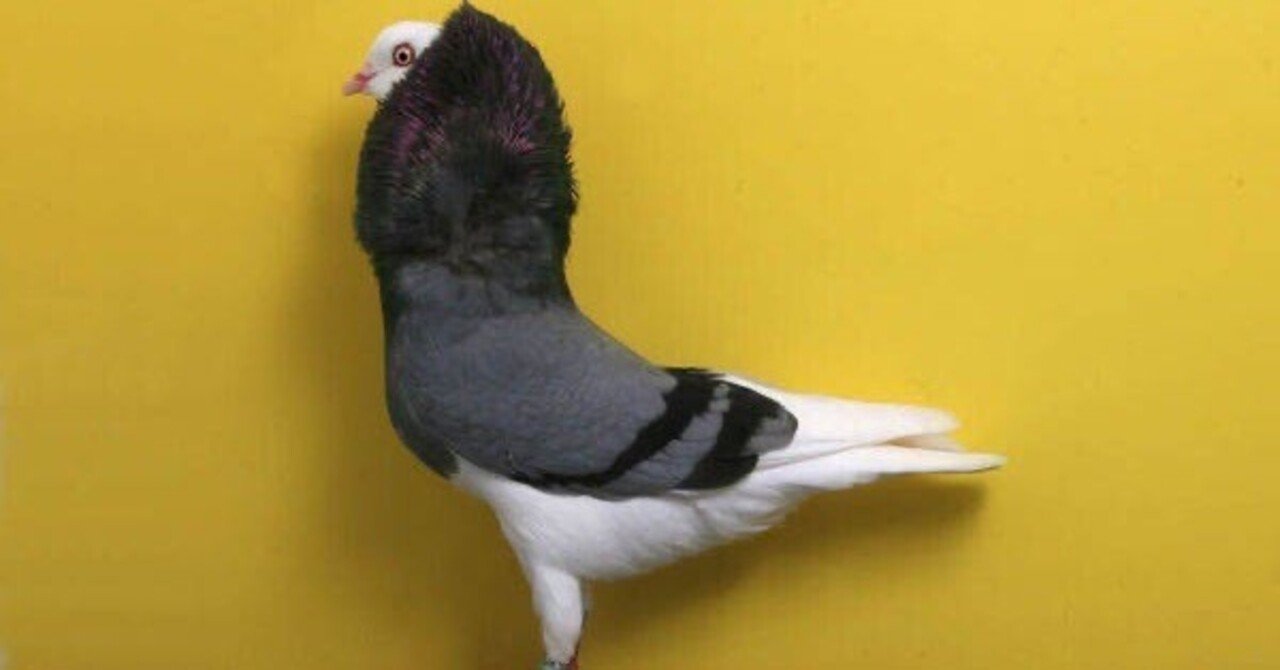鳩 灰色の写真素材 - PIXTA
