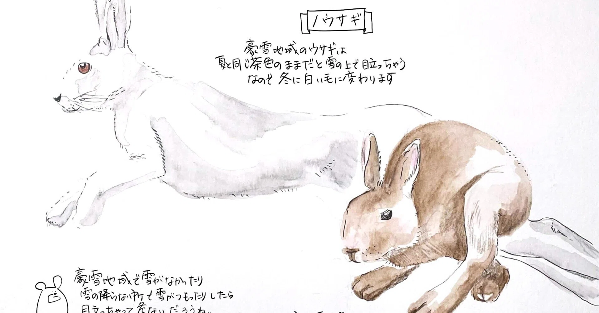 冬に白くなるウサギ、白くならないウサギ｜くますけ｜自然ガイド