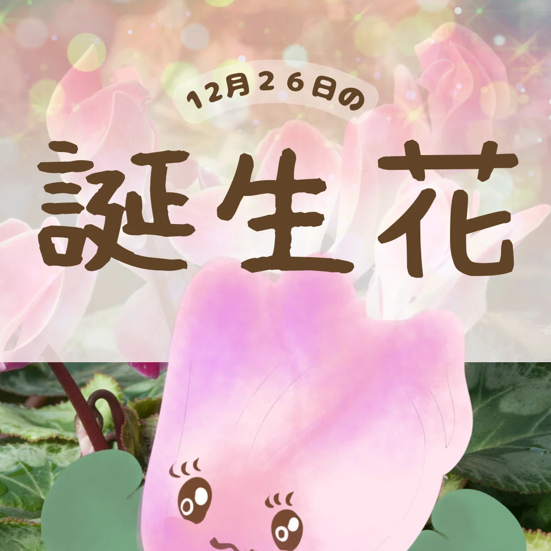 12月26日の誕生花と花言葉でおめでとう イラスト 写真 森田はぐみdesign イラストレーター Note