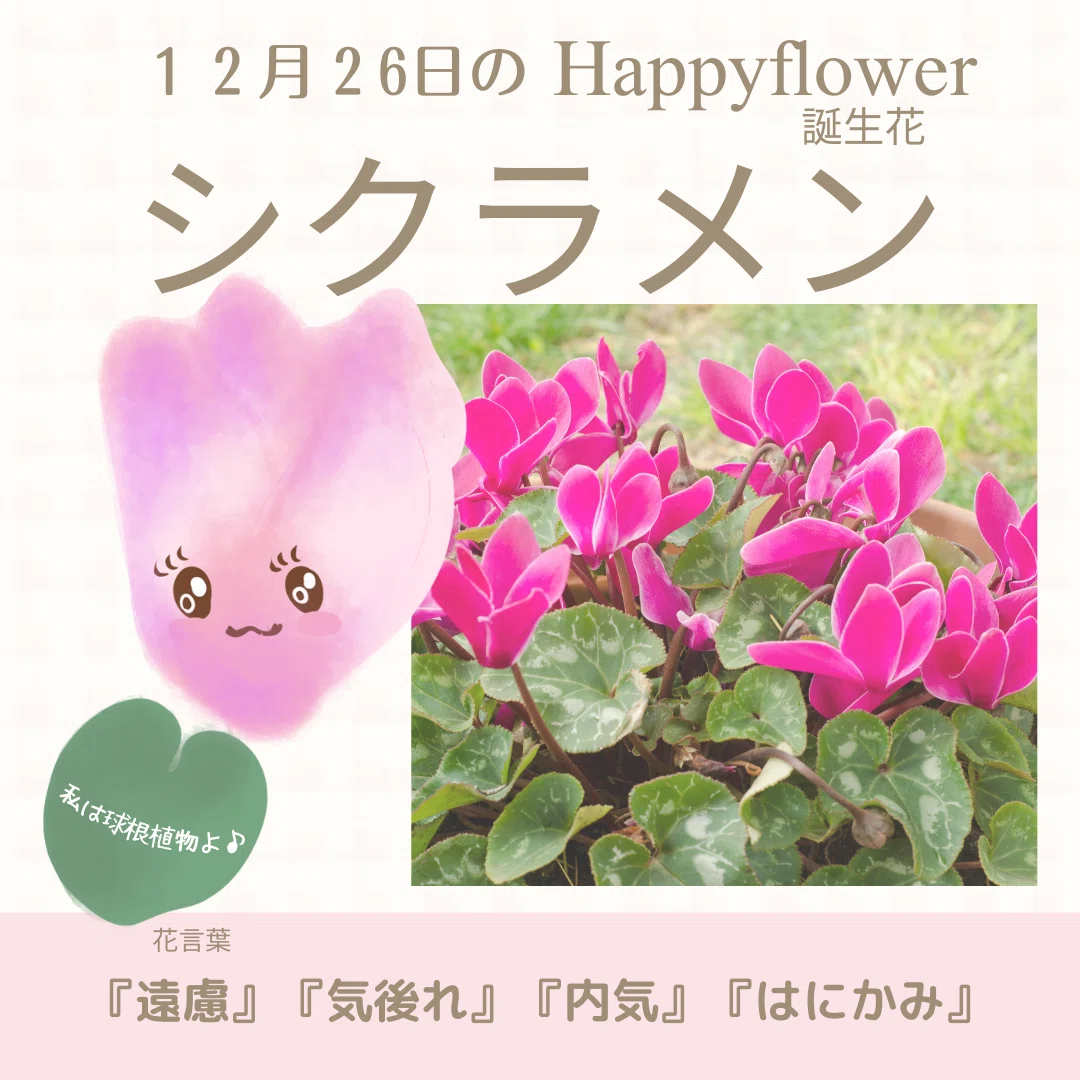 12月26日の誕生花と花言葉でおめでとう イラスト 写真 森田はぐみdesign イラストレーター Note