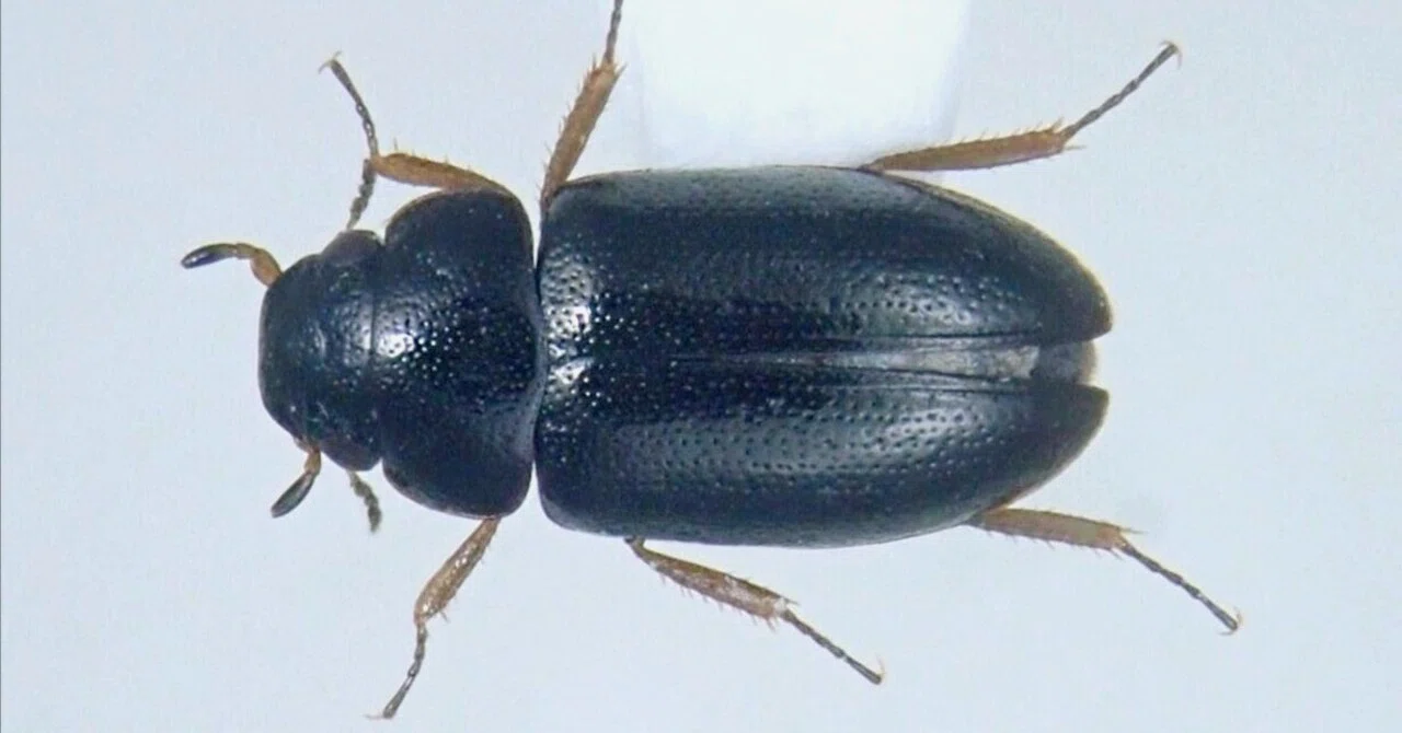 コマルガムシ―神出鬼没すぎるその生態―｜hydraenids