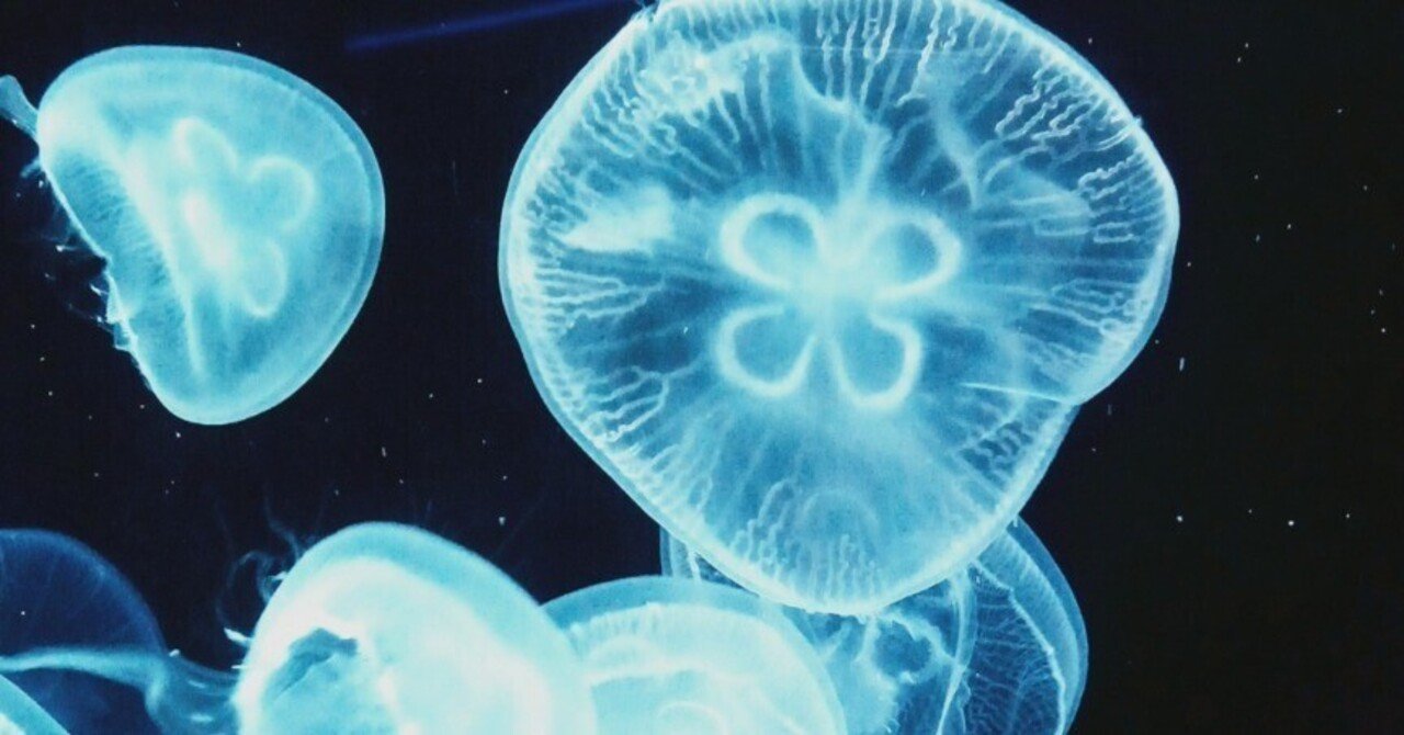 Vtuberと行く京都観光おすすめスポット 京都水族館 書店員vtuber 諸星めぐる Note Vtuberと行く京都観光おすすめスポット 京都水族館 書店員vtuber 諸星めぐる Note