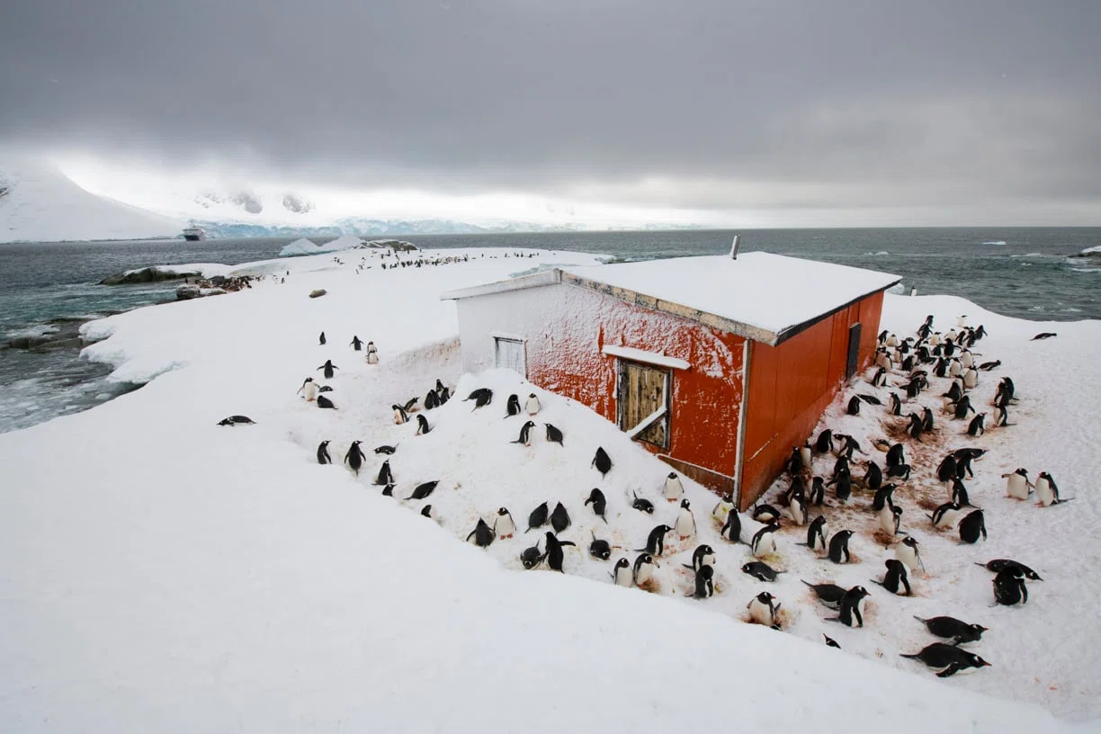 あちこちペンギンだらけ(Photo Credit Racing The Planet)